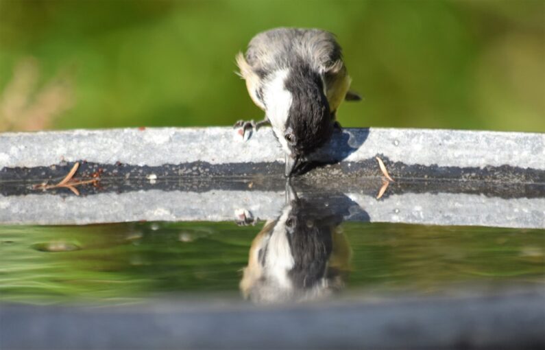 Det Perfekte Fuglebad i Granit til Din Have