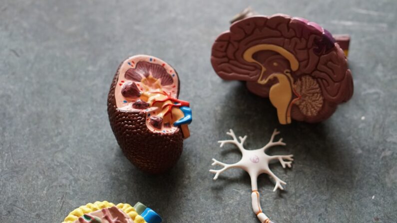 Forståelse af Neuropati: En Dybere Indsigt i Nerveforstyrrelser